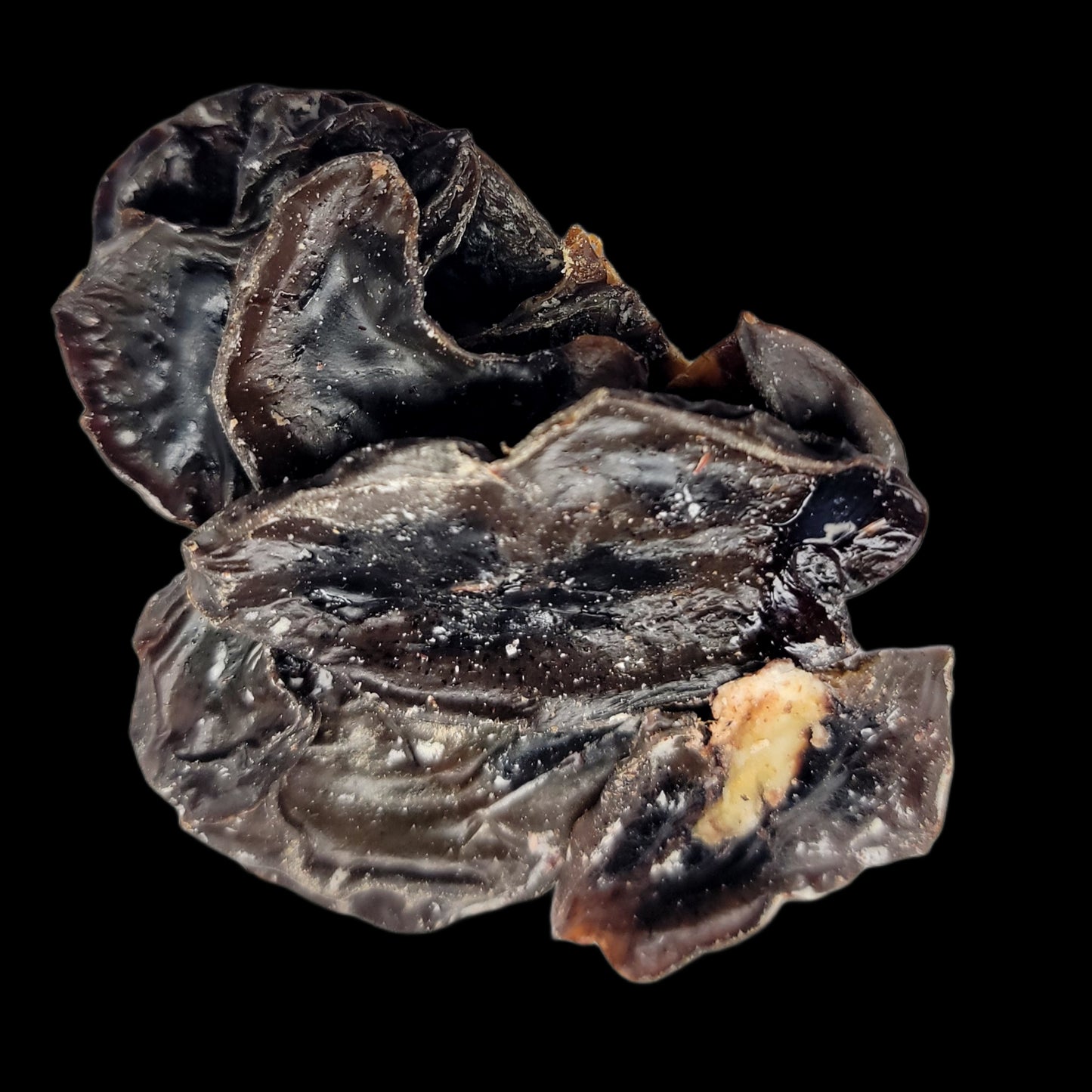 Beef Kidney - Dehydrated